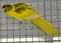 ANBEC AVIARIES / KAKARIKS R US image 6