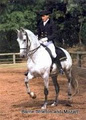 Academy of Dressage Pty. Ltd. logo