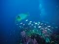 Adrenalin Dive image 5