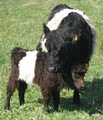 Alcheringa Belted Galloways image 2