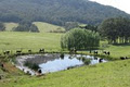 Alcheringa Belted Galloways image 3