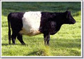 Alcheringa Belted Galloways logo