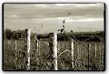 Allandale Winery image 2