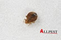 Allpest WA logo