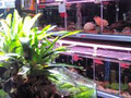 Aquadisiac Aquarium image 5