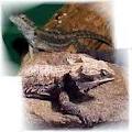 Armadale Reptile Centre logo