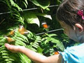 Australian Butterfly Sanctuary logo