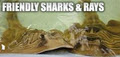 Australian Shark and Ray Centre logo