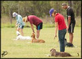 Aylwards Dog School image 6