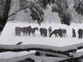 Bogong Horseback Adventures image 3