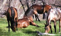 Bogong Horseback Adventures image 4