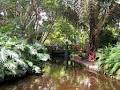 Brisbane Botanic Gardens image 4