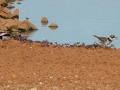 Broome Bird Observatory image 4