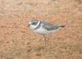 Broome Bird Observatory image 5