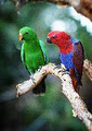 Cairns Wildlife Dome image 2