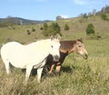 Cariad Farm logo