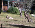 Cedar Lodge Cabins image 1