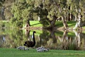 Centennial Parklands Dining image 2