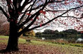 Centennial Parklands Dining image 1