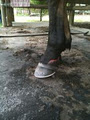 Central Coast Farrier Services image 6