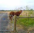 Cheryl's ARK Your Farm & Domestic Pet Nanny Service image 2