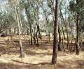 Chiltern Box-Ironbark National Park image 1