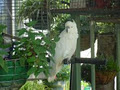 Cockatoo House image 4