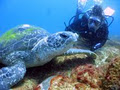 Coolangatta Whale Watch image 3