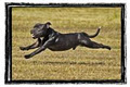 Creative Pet Photography & Art Brisbane image 4