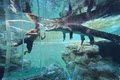 Crocosaurus Cove image 5