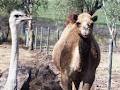 Darling Downs Zoo image 2