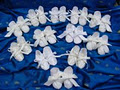 Delicate Elegance Aust Christening Wear Manufactures Wholesalers image 6