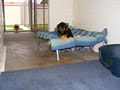 Delsasse for Dogs logo
