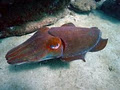 Dive Centre Manly image 5