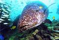 Dive Musgrave image 1