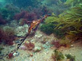 Dive Victoria image 4