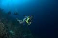 Diveline - Melbourne Diving School - Scuba Dive Store image 5