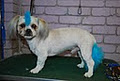 Divine Dog Grooming Salon image 2