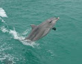 Dolphin Wild Island Cruises image 2