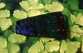 Dreamtime Rainbow Rock image 3