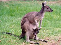 Dunsborough Rail Carriages & Farm Cottages image 1