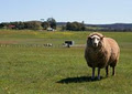 Edgar's Mission Farm Sanctuary image 6