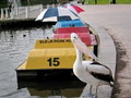 Elder Park Paddleboat Hire image 2