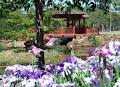 Emu Valley Rhododendron Garden image 4