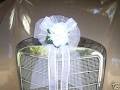 Eternity Flower Creations Pty Ltd image 2