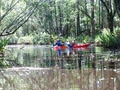 Evans River Cruises & Kayaks image 3
