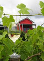 Flame Hill Vineyard image 2