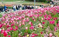 Floriade image 3