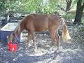 Gembrook Veterinary Clinic image 4