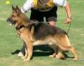 German Shepherd Dog Association of Western Australia image 4